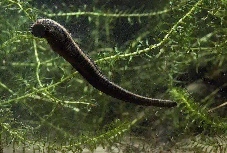 鸭嘴兽undefined 鸭嘴兽undefined