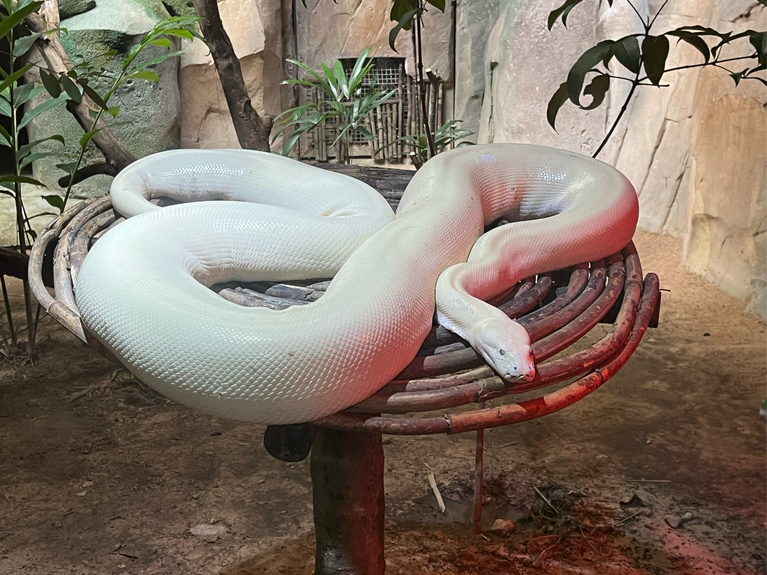 鸭嘴兽undefined 鸭嘴兽undefined